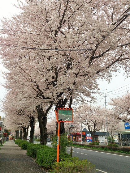 西府町三丁目付近の新府中街道から北方向に撮影。桜がとてもきれいです。